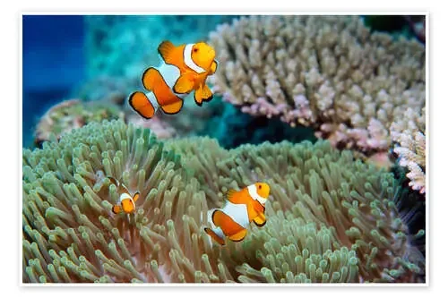 False clown anemonefish de Georgette Douwma Science Photo Library