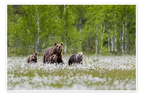 Familia de los osos de Moqui, Daniela Beyer