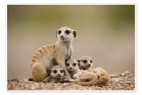 Familia Meerkat en Namibia de Paul Souders Danita Delimont