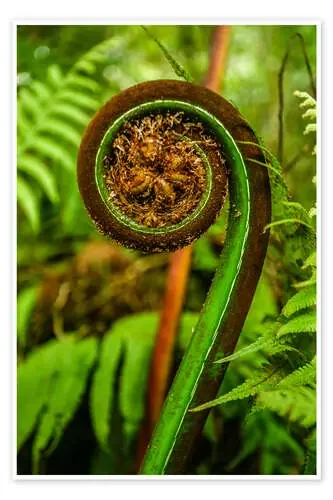 Ferns New Zealand Pacific de Thomas Hagenau