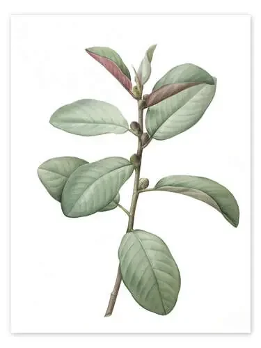 Ficus Rubiginosa de Pierre Joseph Redouté Bridgeman Images
