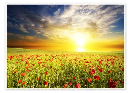 Field with green grass and red poppies Editors Choice