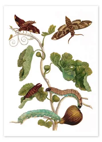 fig tree with lepidoptera metamorphosis de Maria Sibylla Merian Master Collection