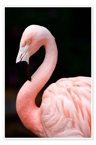 Flamenco rosado Editors Choice