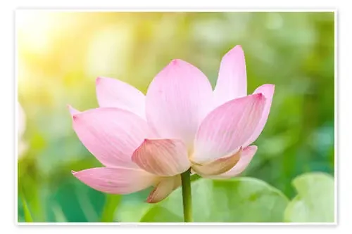 Flor de loto en rosa Editors Choice