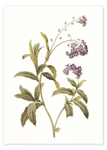 Flor nomeolvides de Pierre Joseph Redouté Bridgeman Images