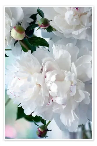 Flores blancas de Maria Mosolova Science Photo Library