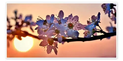 Flores del cerezo en el atardecer de Julia Delgado