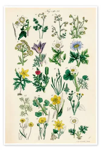 Flores silvestres, fig. 01-20 de Sowerby Collection Design Pics