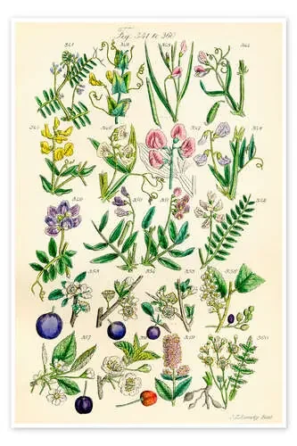 Flores silvestres, fig. 341-360 de Sowerby Collection Design Pics