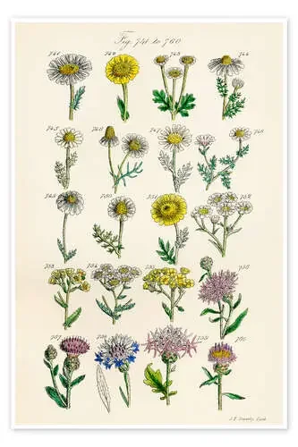 Flores silvestres, fig. 741-760 de Sowerby Collection Design Pics
