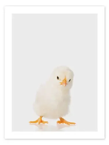 Fluffy Chick de Animal Kids Collection Editors Choice