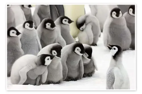 Fluffy Emperor pingüino bebés de Keren Su Danita Delimont
