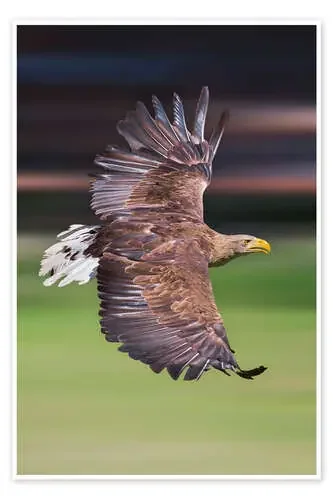Flying white-tailed eagle de Frank Fischbach