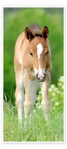 Foal in a meadow de Kidz Collection Editors Choice