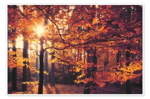 forest autumn de pixelliebe