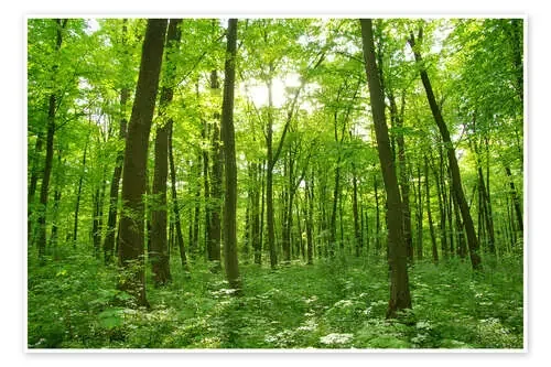 forest landscape in the morning Editors Choice