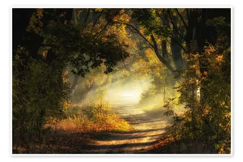 Forest path flooded with light de Mikolaj Gospodarek