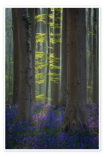 Forest with Blooming Bluebells de Martin Podt