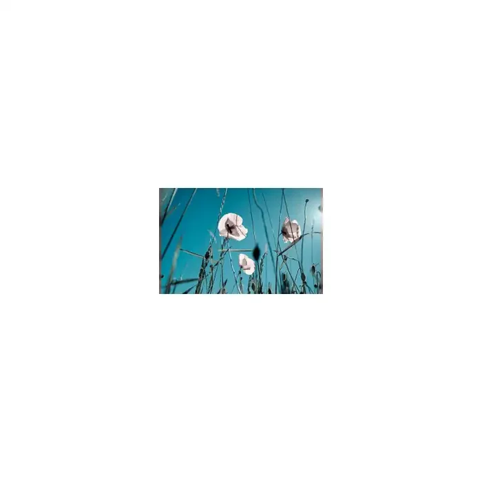 Fotomural Amapolas Blancas FFL002, 100cm. x 67cm., Vinilo Autoadhesivo Mate, Todo Color, Invertir, 0x0x0x0 cm.