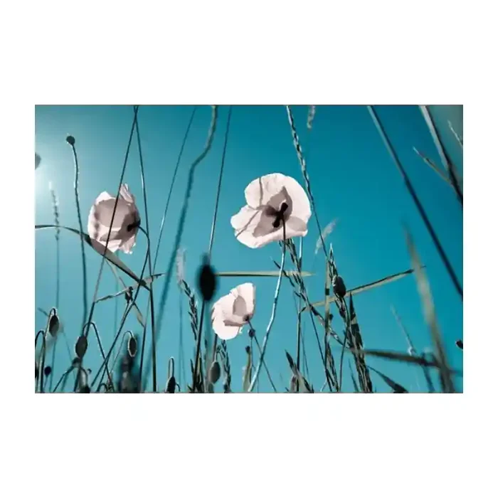 Fotomural Amapolas Blancas FFL002, 100cm. x 67cm., Vinilo Autoadhesivo Mate, Todo Color, Original, 0x0x0x0 cm.
