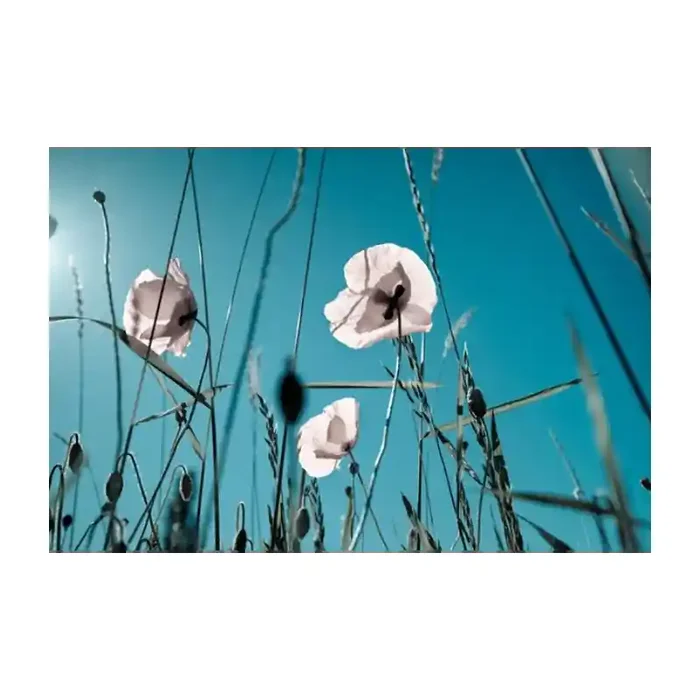Fotomural Amapolas Blancas FFL002, 185cm. x 123.3cm., Vinilo Autoadhesivo Mate, Todo Color, Original, 0x0x0x0 cm.
