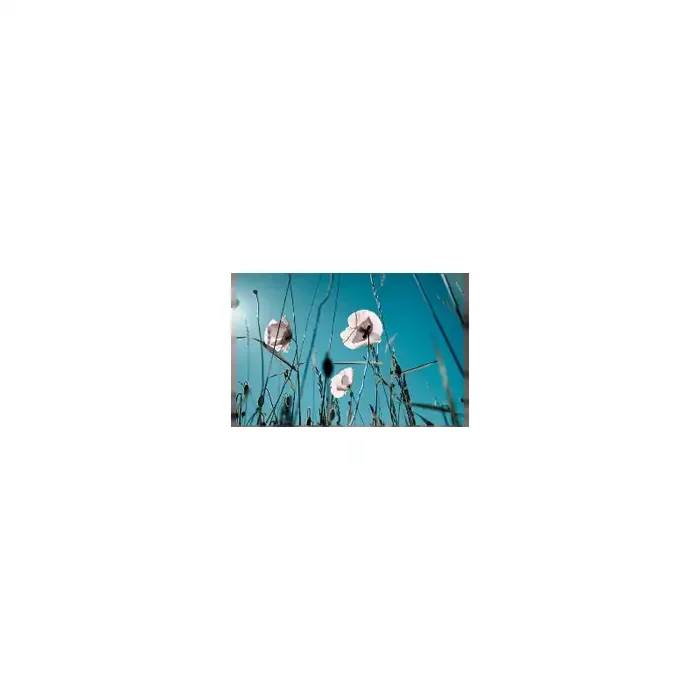 Fotomural Amapolas Blancas FFL002, 200cm. x 200cm., Vinilo Autoadhesivo Mate, Todo Color, Original, 0x0x0x0 cm.