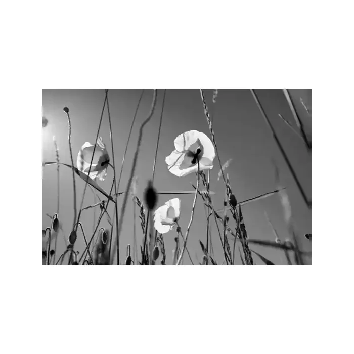 Fotomural Amapolas Blancas FFL002, 358.2cm. x 240cm., Vinilo Autoadhesivo Mate, Blanco y Negro, Original, 0.9x0x0.9×0 cm.