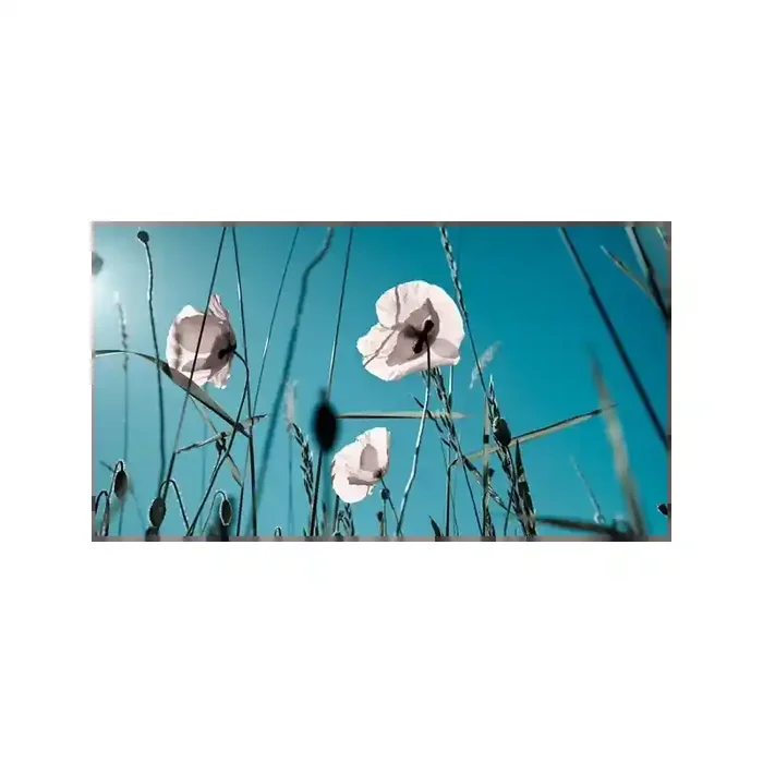 Fotomural Amapolas Blancas FFL002, 422cm. x 228cm., Vinilo Autoadhesivo Mate, Todo Color, Original, 0x26.67x0x26.67 cm.
