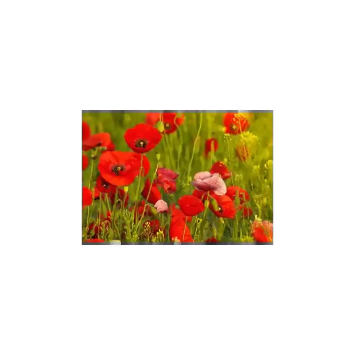 Fotomural Amapolas FFL008, 100cm. x 68cm., Vinilo Autoadhesivo Mate, Todo Color, Original, 0x0x0x0 cm.