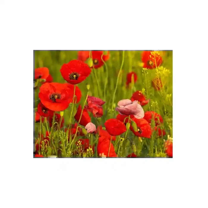 Fotomural Amapolas FFL008, 100cm. x 77cm., Vinilo Autoadhesivo Mate, Todo Color, Original, 5.84x0x5.84×0 cm.