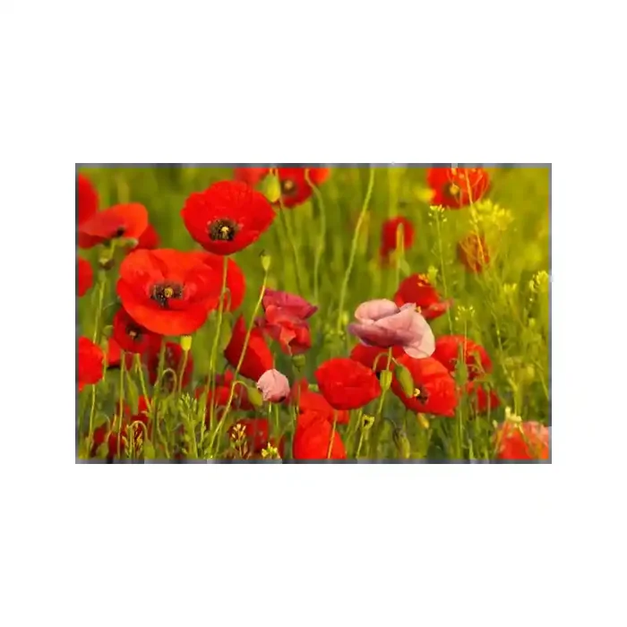 Fotomural Amapolas FFL008, 110cm. x 68cm., Vinilo Autoadhesivo Mate, Todo Color, Original, 0x3.4x0x3.4 cm.