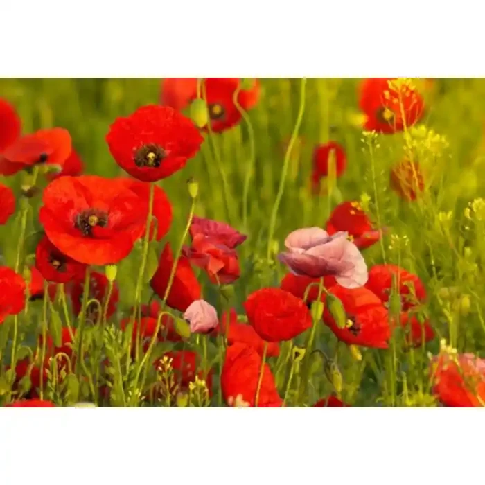 Fotomural Amapolas FFL008, 110cm. x 74.8cm., Vinilo Autoadhesivo Mate, Todo Color, Original, 0x0x0x0 cm.
