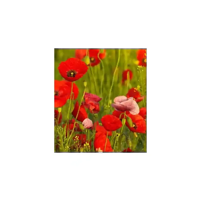 Fotomural Amapolas FFL008, 208cm. x 232cm., Vinilo Autoadhesivo Mate, Todo Color, Original, 40.6x0x40.6×0 cm.