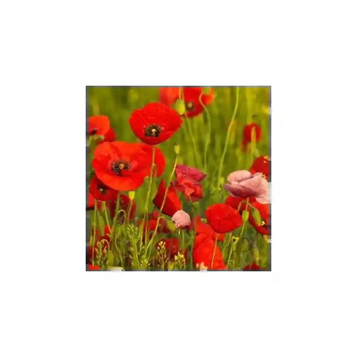 Fotomural Amapolas FFL008, 227cm. x 230cm., Vinilo Autoadhesivo Mate, Todo Color, Original, 15.78x0x58.87×0 cm.