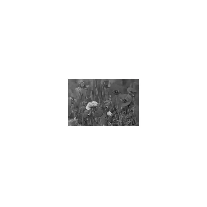 Fotomural Amapolas FFL008, 235cm. x 152cm., Vinilo Autoadhesivo Mate, Blanco y Negro, Invertir, 0x0x0x0 cm.