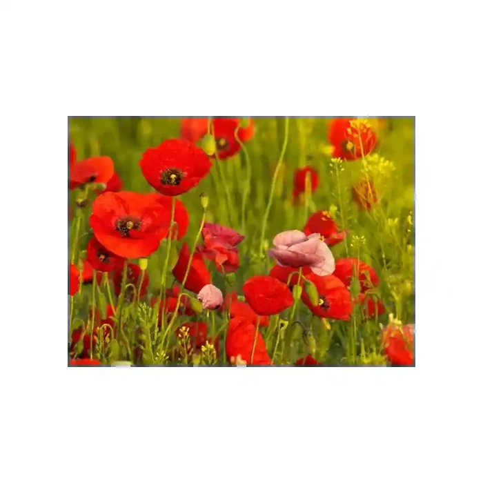 Fotomural Amapolas FFL008, 320cm. x 230cm., Vinilo Autoadhesivo Mate, Todo Color, Original, 8.63x0x8.63×0 cm.