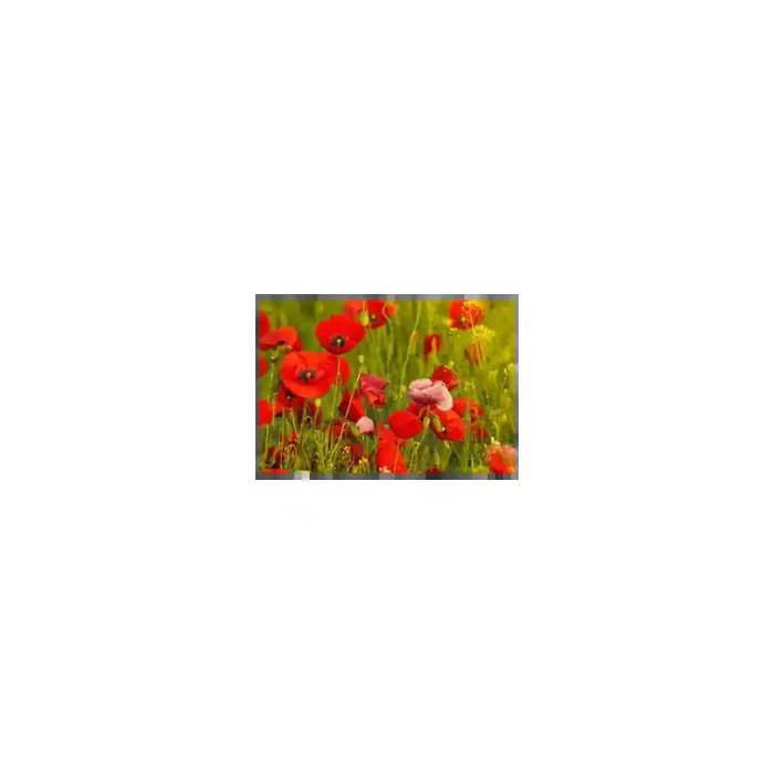 Fotomural Amapolas FFL008, 350cm. x 299.88cm., Vinilo Autoadhesivo Mate, Todo Color, Original, 0x0x0x0 cm.