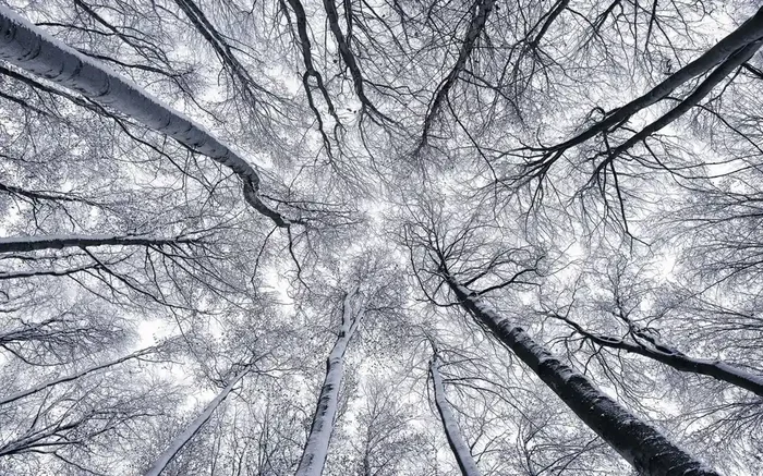 fotomural árboles gris de Sanders & Sanders – 612569