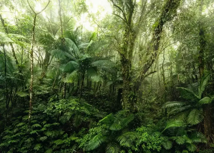fotomural árboles verde de Komar – 611636