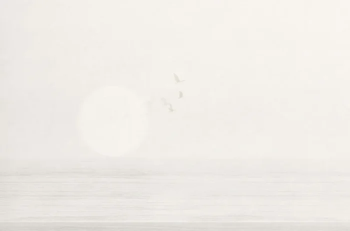 fotomural aves en la naturaleza gris de Sanders & Sanders – 640841