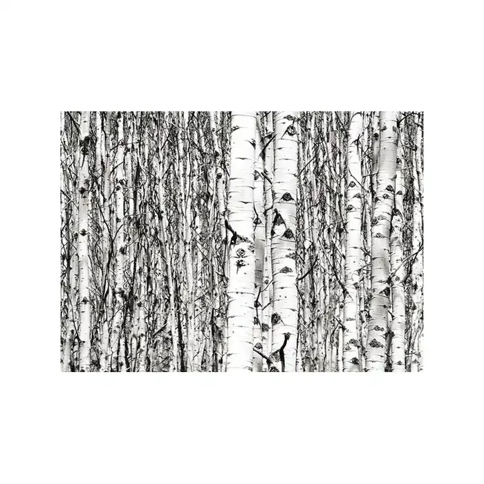Fotomural BIRCHES