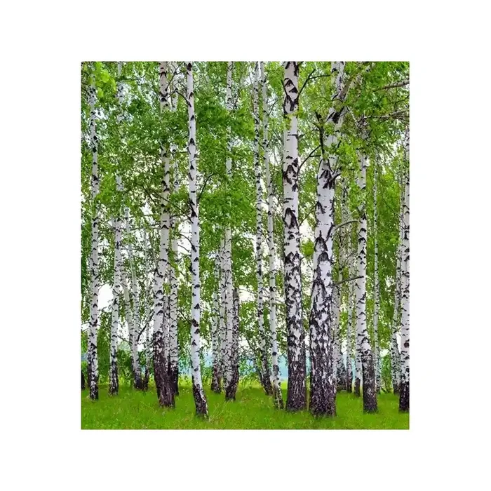 Fotomural BIRCHS FTL-1628