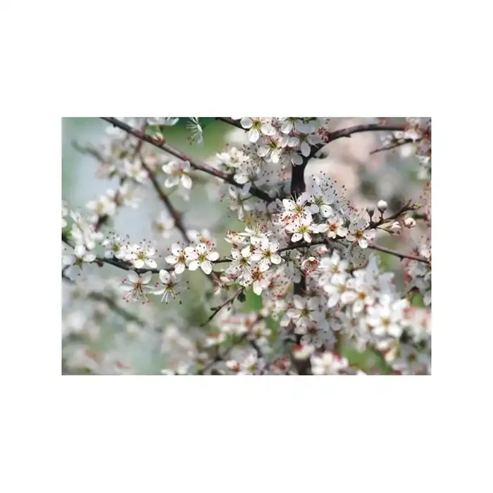 Fotomural BIRTH SPRING FT-0358