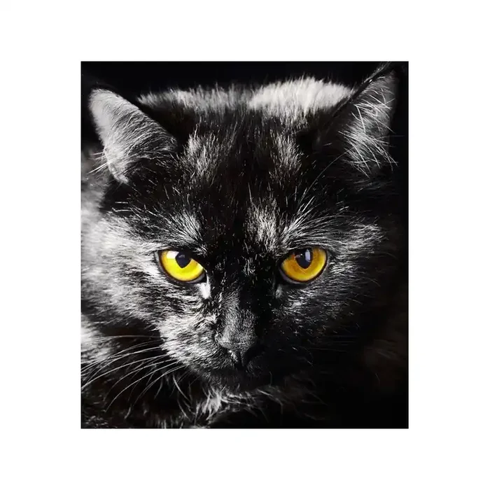 Fotomural BLACK CAT FTL-1605