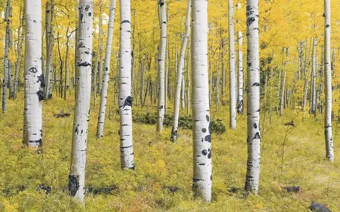 fotomural bosque amarillo y verde de Sanders & Sanders – 612536