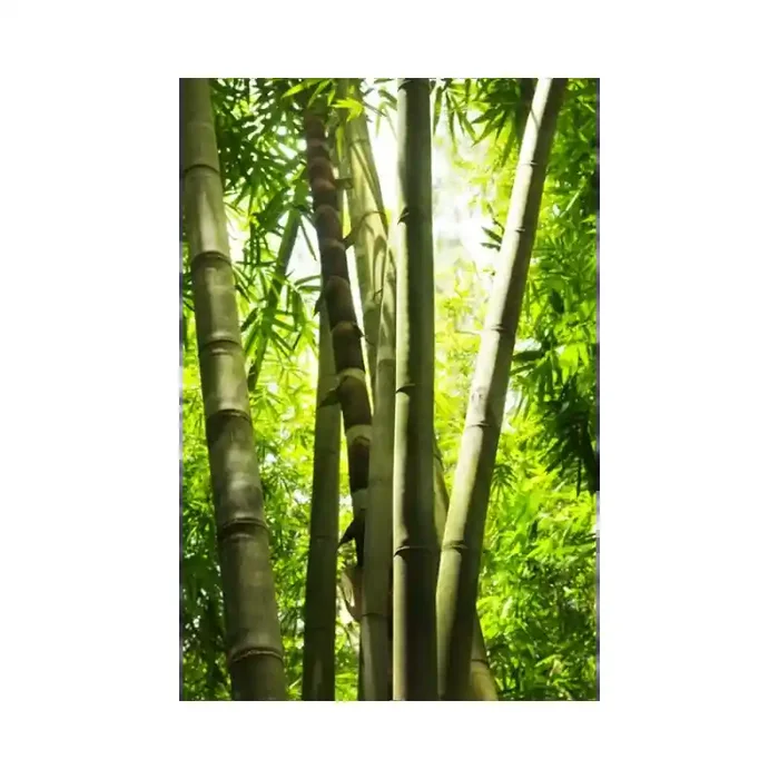 Fotomural Bosque de Bamb FNA005, 100cm. x 240cm., Vinilo Autoadhesivo Mate, Todo Color, Original, 0x0x0x0 cm.