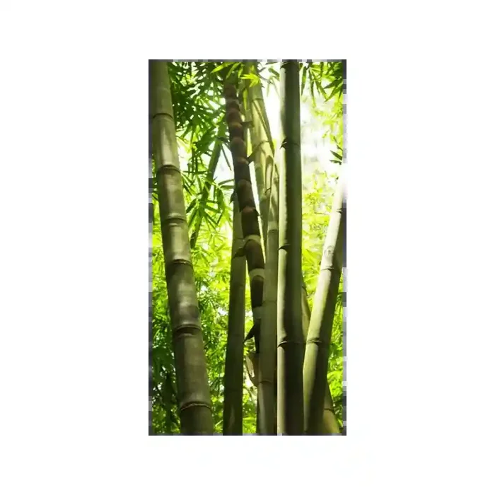 Fotomural Bosque de Bamb FNA005, 107cm. x 208cm., Vinilo Autoadhesivo Mate, Todo Color, Original, 0.23x0x24x0 cm.