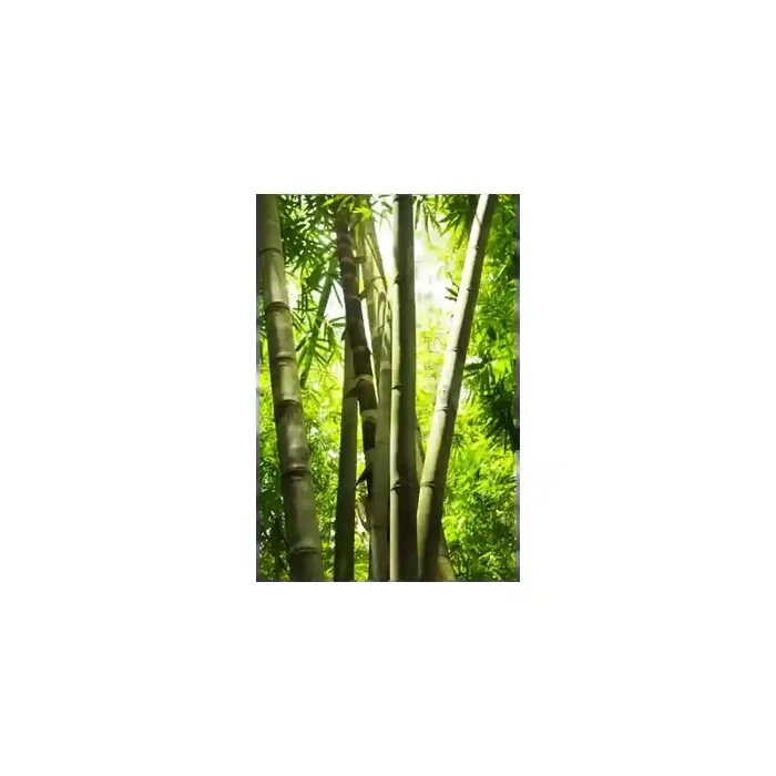 Fotomural Bosque de Bamb FNA005, 120cm. x 250cm., Vinilo Autoadhesivo Mate, Todo Color, Original, 0x0x0x0 cm.