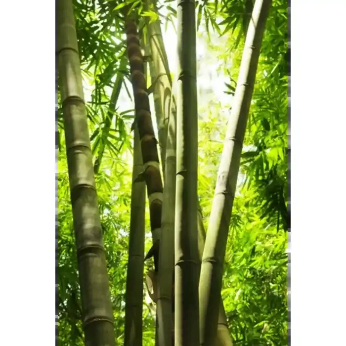 Fotomural Bosque de Bamb FNA005, 163.3cm. x 245cm., Vinilo Autoadhesivo Mate, Todo Color, Original, 0x0x0x0 cm.